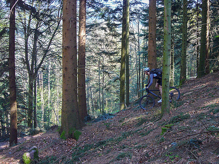 Abfahrt durch den Wald