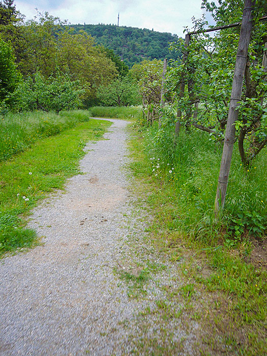 Bismarckturm in Sicht