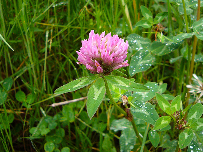 Nun muss ich mich &uuml;ber den gr&uuml;nen Klee loben ... 