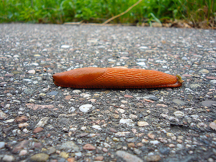 ... hat sich diese Drecksschnecke von hinten angeschlichen und mich &uuml;berholt ;-)