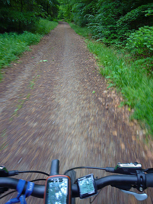 Durch den Reichenbacher Forst