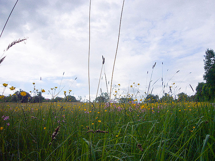 Nein, ich hab nicht ins Gras gebissen ...