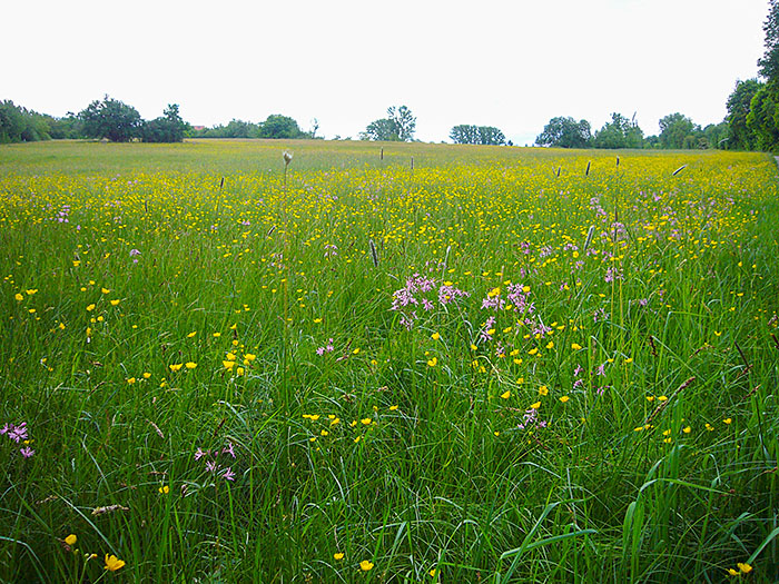 ... mir gefallen nur die Blumenwiesen ;-)