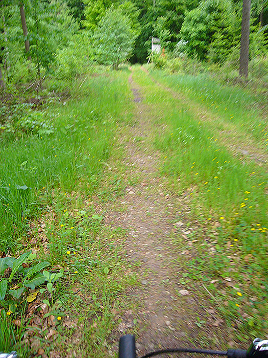 Weg durch den Hinterwald
