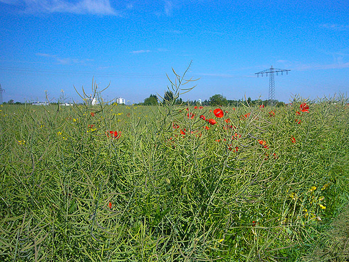 &Uuml;berall bl&uuml;ht der Mohn ...