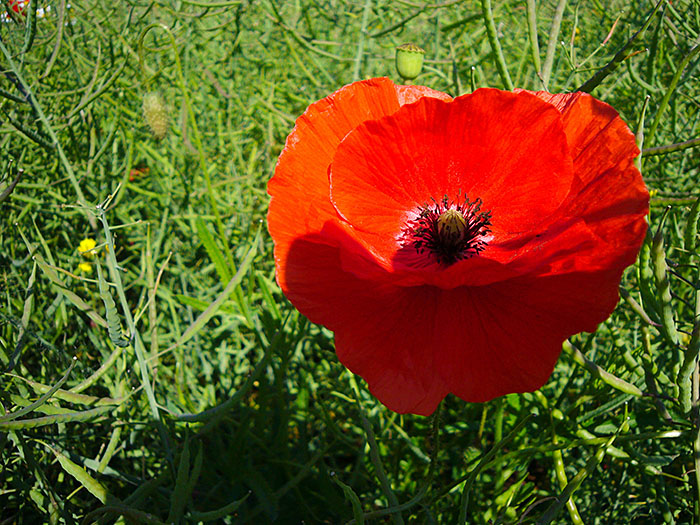 ... dann gibt es bald Mohnbr&ouml;tchen ;-)