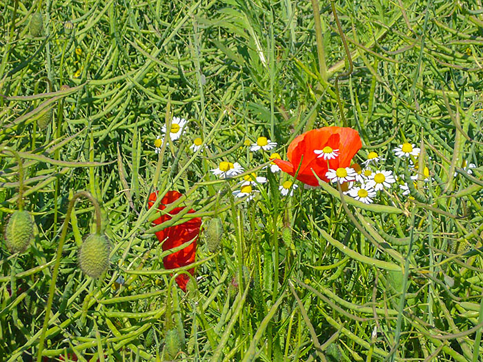 Mohn und Margeriten