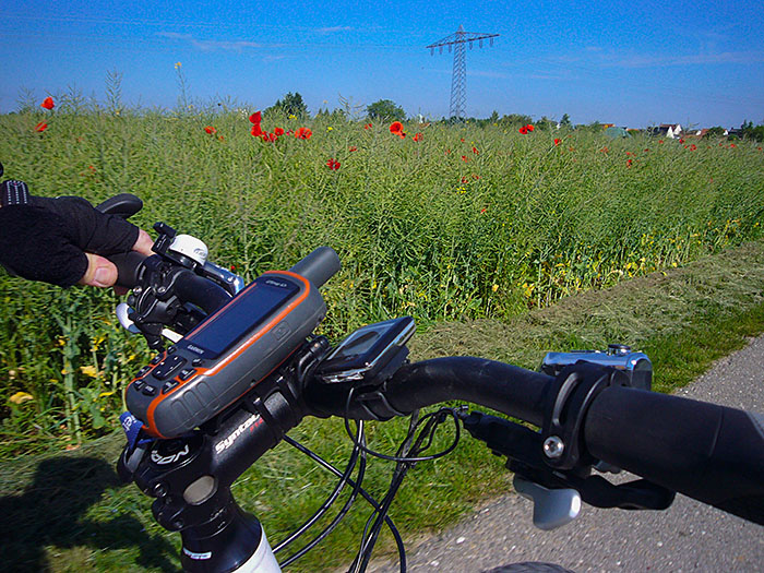 ... bis wieder Mohn auftaucht