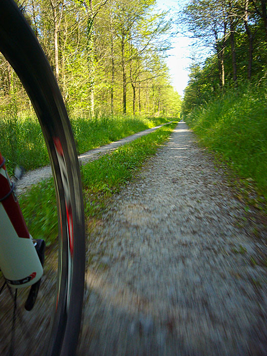 Weg durch den Hardtwald