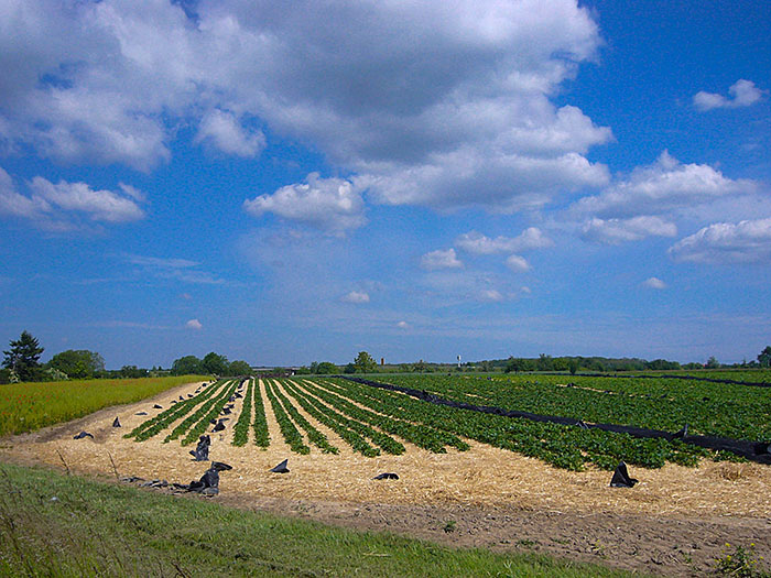 Erdbeerfeld, leider schon abgeerntet