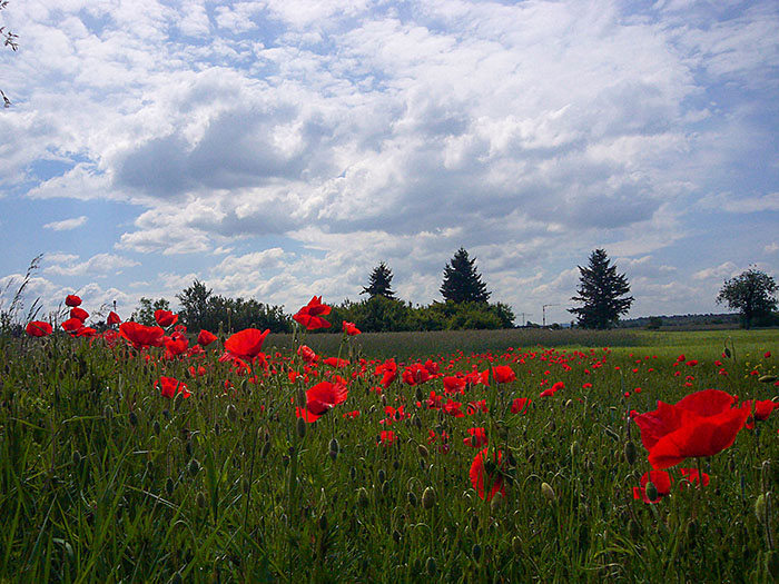 Und wieder Mohn