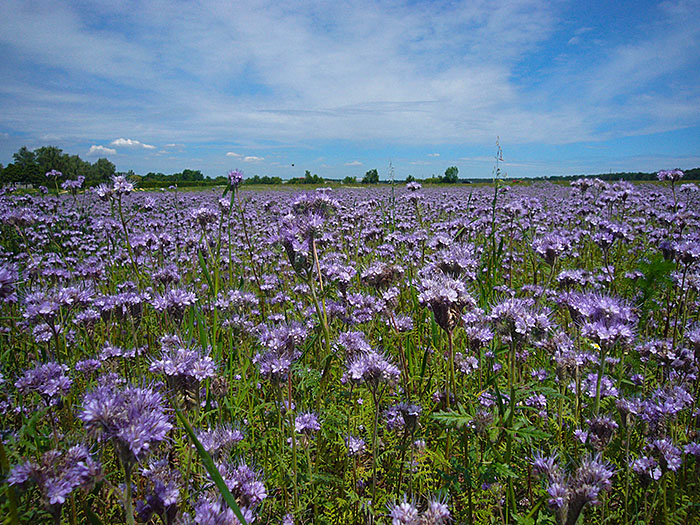 ... sondern die Blumen sind sch&ouml;n