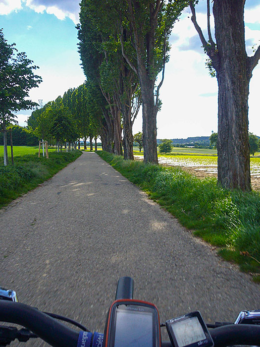 Pappelallee zwischen Thomas- und Batzenhof