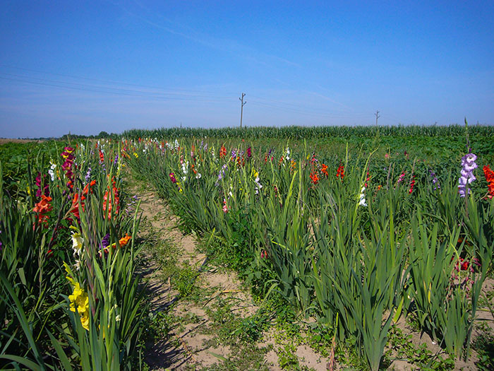 Sch&ouml;ne Blumen, zum Selbsternten