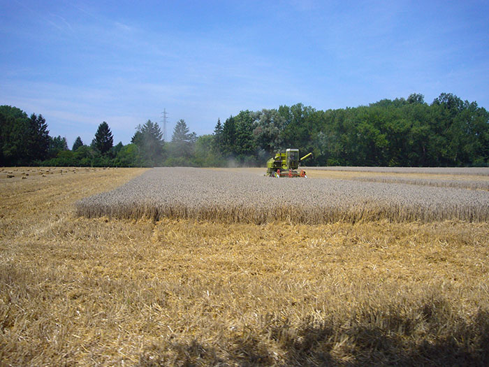 Erntezeit, auf dem Feld ...