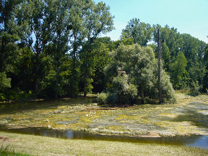 Storchennest, leider kaum zu sehen ...