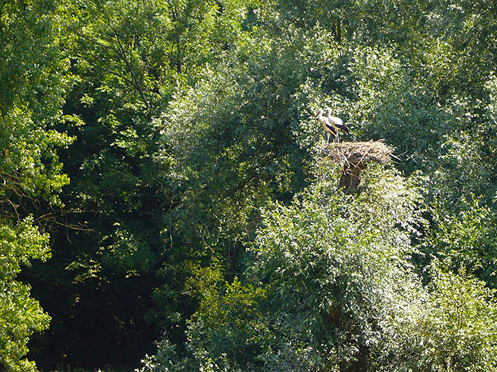 ... auch in der Vergr&ouml;&szlig;erung schafft die RitschRatschKlick kein ordentliches Bild :-(