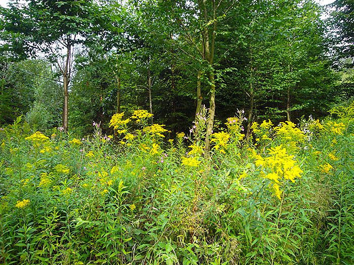 Im Wald bl&uuml;ht es farbenpr&auml;chtig