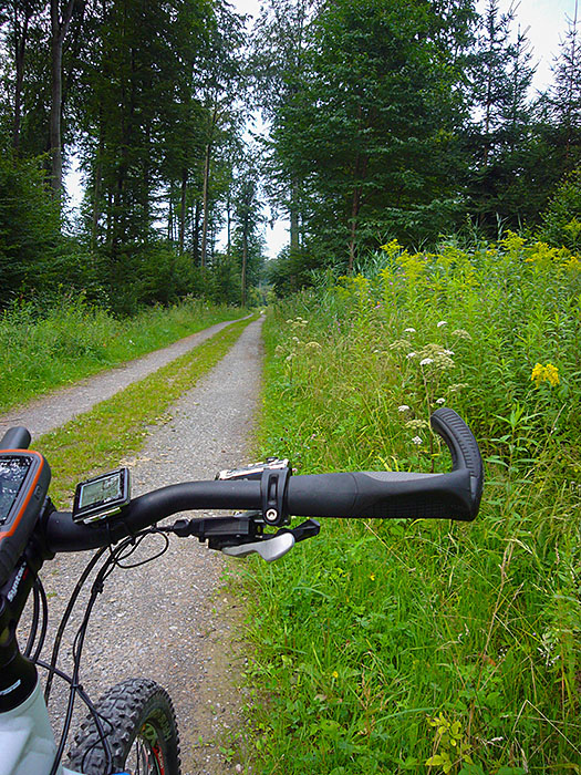 Im Wald bei Langenalb