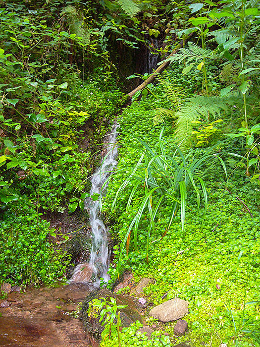 Quelle bei Frauenalb