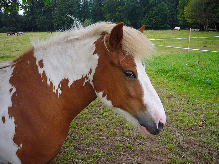 Reiten w&auml;re jetzt auch nicht schlecht ;-)