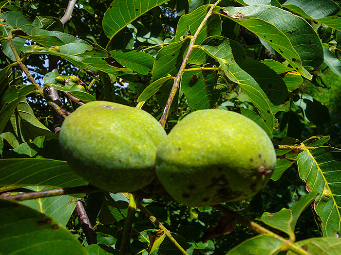 Die Waln&uuml;sse sind bald reif