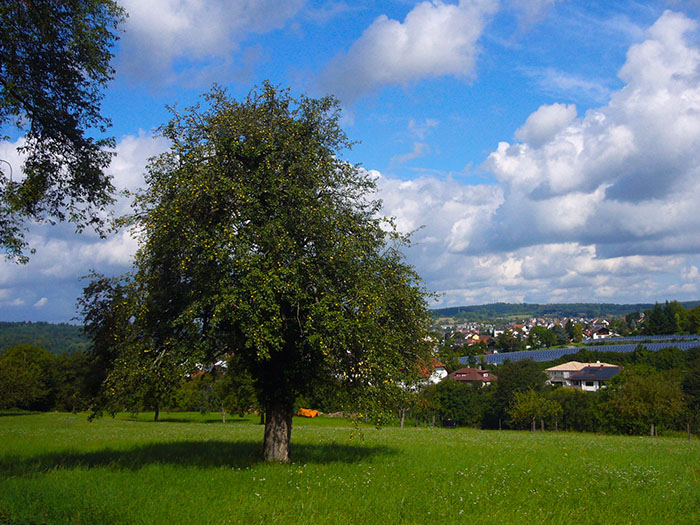 Die Apfelb&auml;ume ...