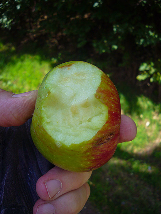 Aber die Fr&uuml;chte sind noch nicht ganz reif