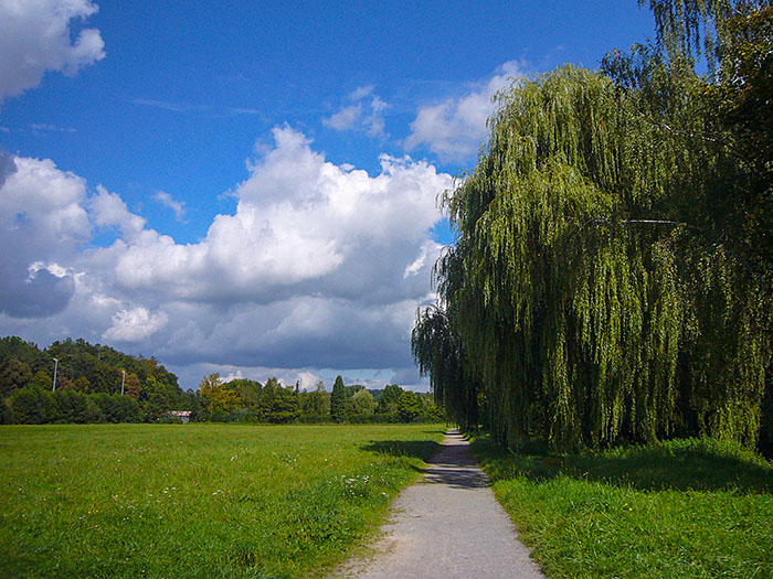 Trauerweide bei Remchingen