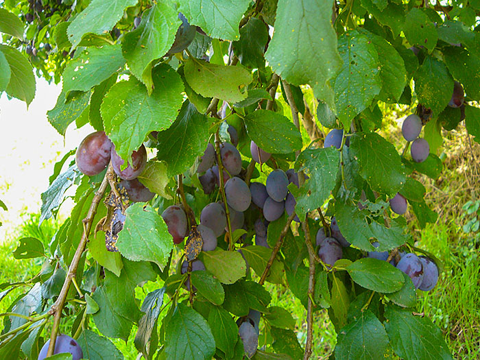 Die Zwetschgen locken hungrige Radfahrer an ;-)