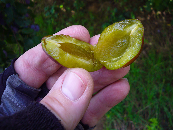 Ohne Wurm schmecken die Zwetschgen am besten ;-)