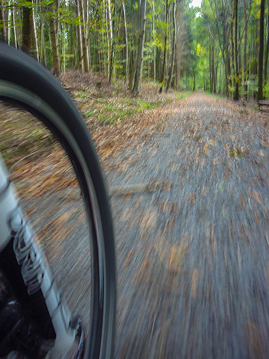 Durch den fr&uuml;hherbstlichen Wald ...