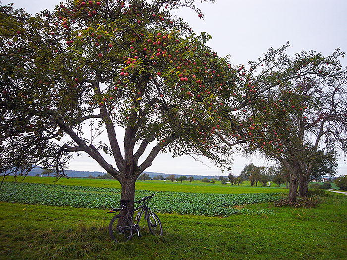 Die B&auml;ume sind noch voll mit &Auml;pfeln