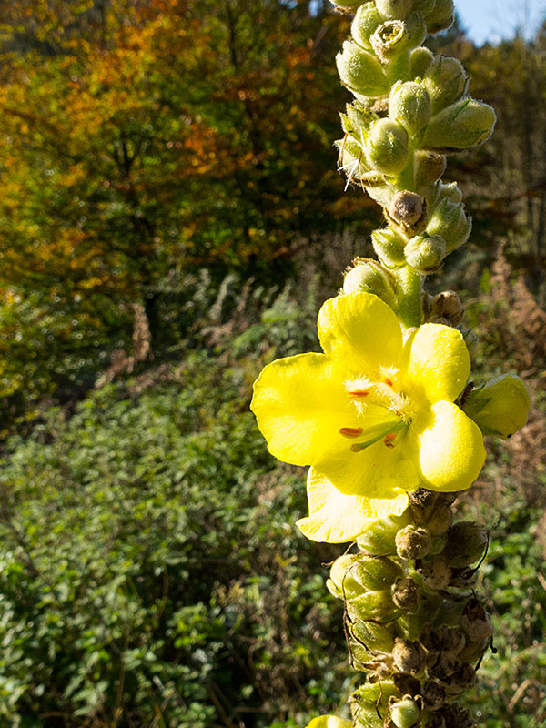 Neben Bl&uuml;ten gibt es ...