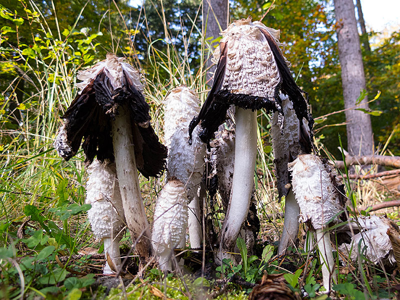 ... auch Pilze zu bewundern