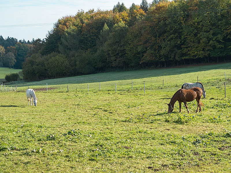 Grasende Pferde ...