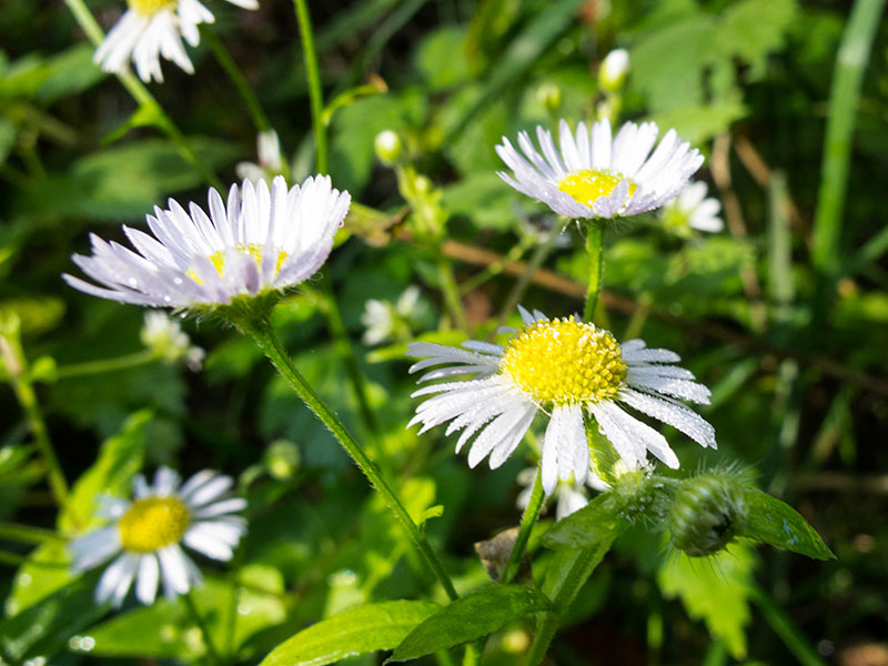 Sch&ouml;ne Blumen ...