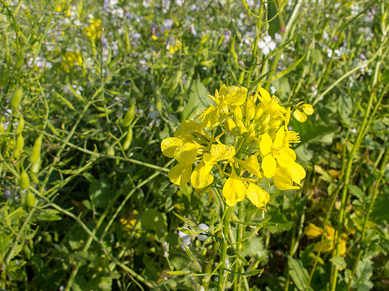 Daf&uuml;r, dass schon der erste November ist, bl&uuml;hen noch viele Pflanzen