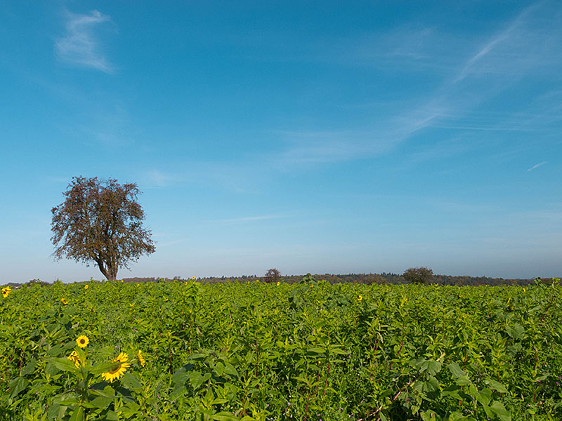 Einige Sonnenblumen recken noch ihre K&ouml;pfe Richtung Sonne