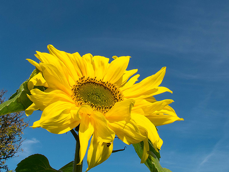 Noch eine Sonnenblume