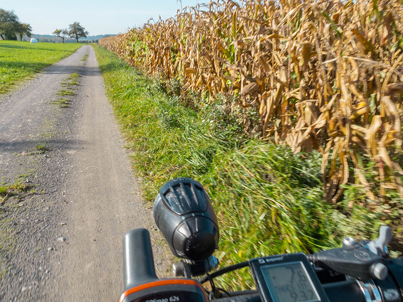 ... und Mais kurz vor der Ernte