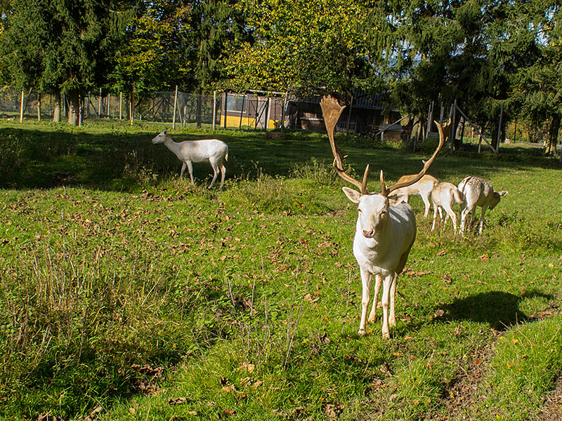 Kurze Rast bei Bad Herrenalb