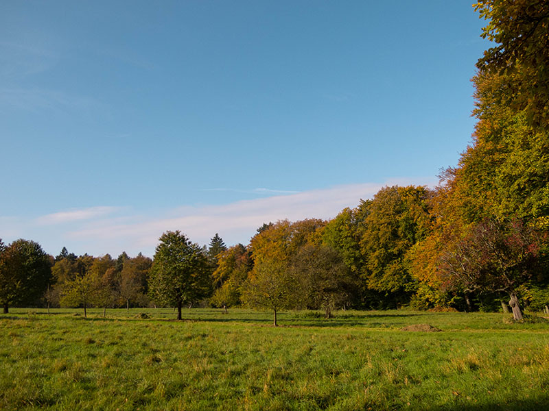 Am Rande von Bergwald ...