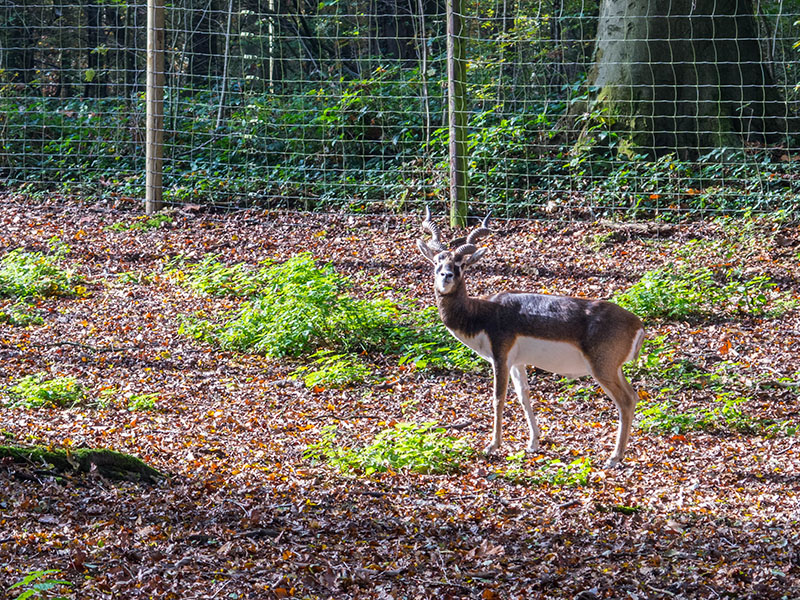 Tiergehege im Oberwald