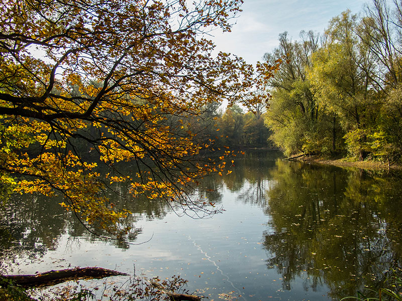 Teich im Oberwald