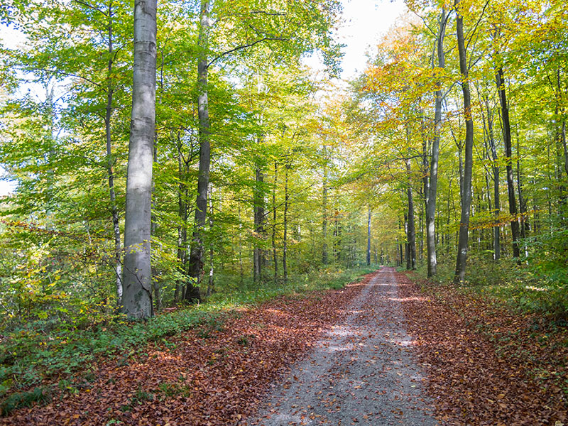 Durch den Wald zum Heuberg