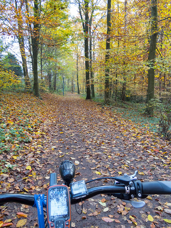 Kurz nach dem Start bin ich schon im Wald