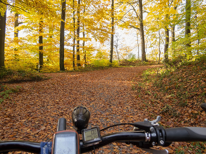 Die wenigen Sonnenstrahlen lassen die Bl&auml;tter leuchten