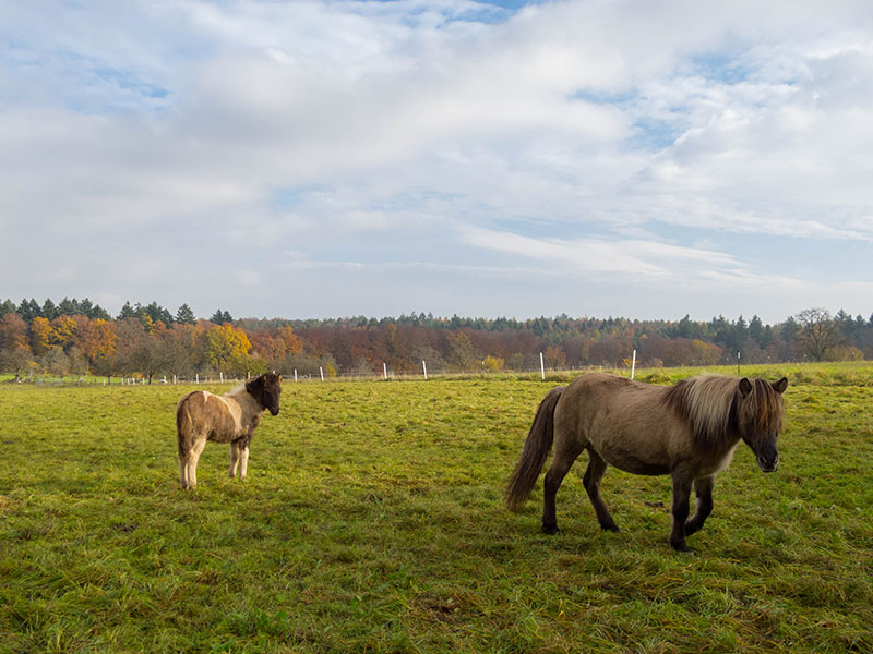 Pferdle auf der Weide ...
