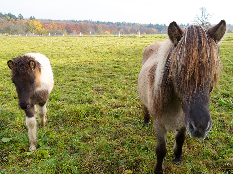 ... einige kommen neugierig n&auml;her ...